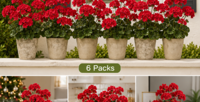 red artificial geranium flowers outdoor and indoor home decor